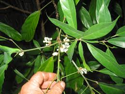 Image result for Cola natalensis