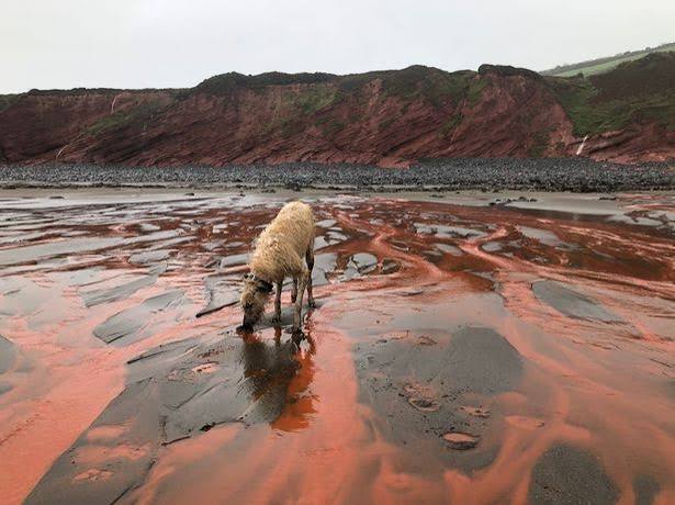 Incredible pictures as Devon beach turns blood red thanks to bizarre  phenomenon | Devon Live