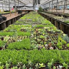2542 peterson rd, apopka, fl 32703, usa. Florida Cactus Inc 39 Visitors