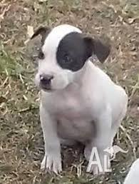 In providing you with their details, dogs qld make no representations as to. Forsale Bull Arab X Ridgeback Puppies For Sale In Douglas Queensland Classified Australialisted Com