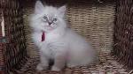 Elite Siberian Cats | Siberian Blue Eye Miracle Cats