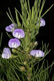 Image result for Psoralea
