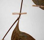 Image result for Barleria crossandriformis