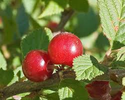 Check spelling or type a new query. Nanking Cherry Facts And Health Benefits