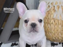 We look forward to helping you find your next family member. Xafkznbcjdzk3m