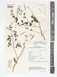 Image result for Cleome aculeata