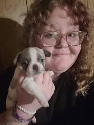 Boston terrier: love of my life