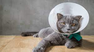 We are open after work and weekends to provide exceptional care when your pet needs it. Pet Emergency Urgent Care Near Me 40601 Frankfort Animal Clinic