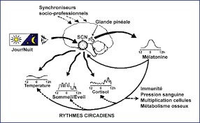 Le manque de sommeil est aussi associé à une augmentation du cortisol. Melatonine Et Troubles Du Rythme Veille Sommeil Sciencedirect
