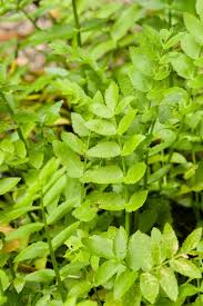 Image result for Berula erecta