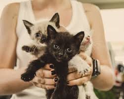 Also, a kitten's tail will grow simultaneously with its body. Sizing Up How Big Do Cats Get From Smallest To Biggest Cat Checkup