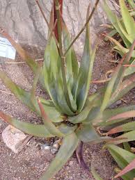 Image result for Aloe pienaarii