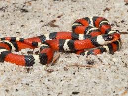 How To Identify Venomous Snakes In Florida Florida Hikes