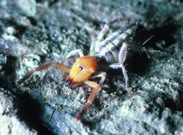 Image result for Sacciolepis rigens