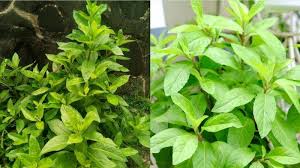 Temukan lagu terbaru favoritmu hanya di lagu 123 stafaband planetlagu. Manfaat Daun Dewa Untuk Perawatan Kulit Hilangkan Bintik Di Muka Hingga Merawat Kutil Tribun Jambi