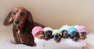 Watching funny baby dogs is the hardest try not to laugh challenge. Proud Sausage Dog Poses With Her 6 Tiny Sausages For Maternity Photoshoot Bored Panda