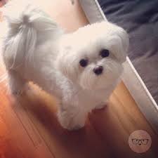It is a trendy haircut style among maltese dog owners. Pin By Jamie Wright On Maltese Madness Maltese Dogs Haircuts Teacup Puppies Maltese Maltese Dogs