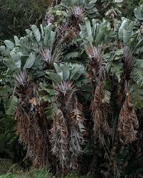 Image result for Strelitzia caudata