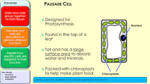 Maybe you would like to learn more about one of these? Describe How Cells Are Specialised To Perform Different Functions Explain How Specific Cells Are Adapted To Their Function Outcomes State How Cells Group Ppt Download
