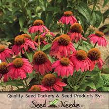 Ruby Star Coneflower Seeds Echinacea Echinacea Purpurea Plants