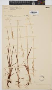 Image result for Urochloa serrata