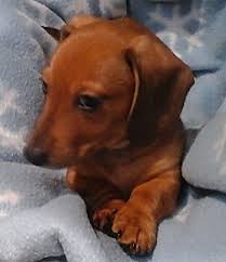 We have 3 dachshund breeders in california. Miniature Smooth Dachshund Dogs In Canada Canadogs