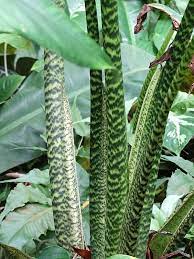 Released in the 70s or early 80s by fantastic gardens florida possibly a sport or a mutation and even possibly a new species it shows relations with other philippine species such as zebrina and tigrina. Alocasia Zebrina Reticulata Elephant Ear Plant In 4 Pot Kens Philodendrons