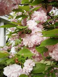 Maybe you would like to learn more about one of these? Flowering Cherry Trees Are Blooming Now