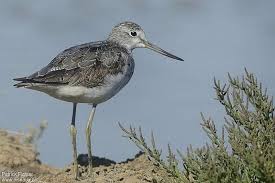 Image result for Trachypogon chevalieri