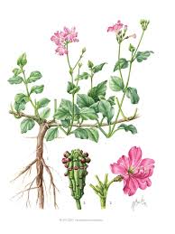 Image result for Commicarpus