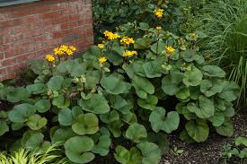 The foliage is held atop wiry stems, and delicate nodding blooms in yellow, white, pink, or red appear in late spring. Landscape Plants Rated By Deer Resistance Rutgers Njaes