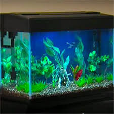 Aquarium decoration ideas (how to make aquarium at home). How To Set Up A Freshwater Aquarium Fish Tank