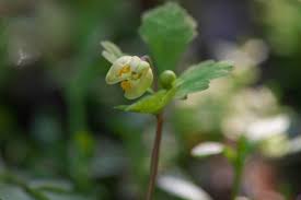 Image result for Isopyrum nipponicum