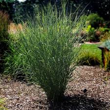 Image result for Panicum aequinerve