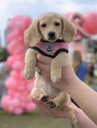 luna the most lovely doxie dog cute puppies cute baby dogs cute baby animals