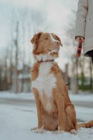 These characteristics are what makes them sometimes difficult to train, as you do not always know if these. Nova Scotia Duck Tolling Retriever Pictures Download Free Images On Unsplash