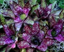 Neoregelia Marion Oppenheimer Bromeliads Foliage Plants Bromeliads Garden