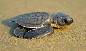 Image result for turtle