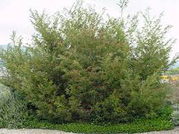Check spelling or type a new query. Grevillea Red Hooks Alchetron The Free Social Encyclopedia