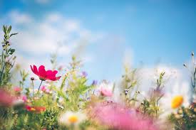 Maybe you would like to learn more about one of these? 15 Best Spring Flowers Popular Flowers To Plant In Spring