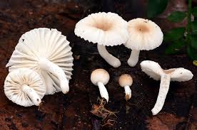 Image result for Russula sp