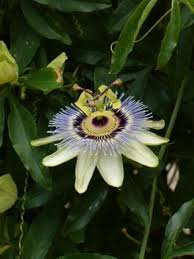 We did not find results for: White Passion Flower Blue Crown Passion Vine Butterfly Plants Almost Eden