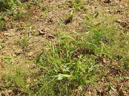 Image result for Urochloa panicoides