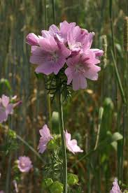 Moschus Malve Wildblumenwiese Blumen Wiese Pflanzen
