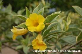 Image result for Allamanda schottii