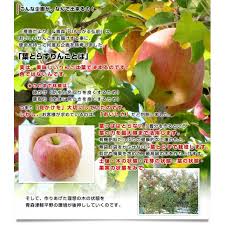 青森県より産地直送 Jaつがる弘前 葉とらず太陽ふじりんご 3キロ 9玉から13玉 糖度13度以上 林檎 リンゴ 送料無料 産直だよりの通販 お取り寄せなら ぐるすぐり