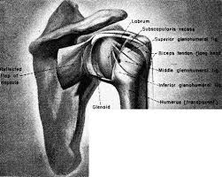 Check spelling or type a new query. Surgical Anatomy Of The Rotator Cuff And The Natural History Of Degenerative Periarthritis Springerlink