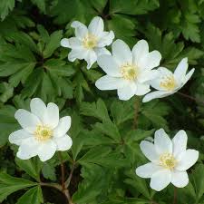 Wood Anemone Wood Anemone Anemone Flower Essences