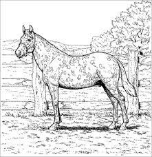 They will provide hours of coloring fun for kids. Realistic Horse Coloring Pages To Print Coloringbay