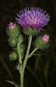 Pin On Mother Nature S Garden